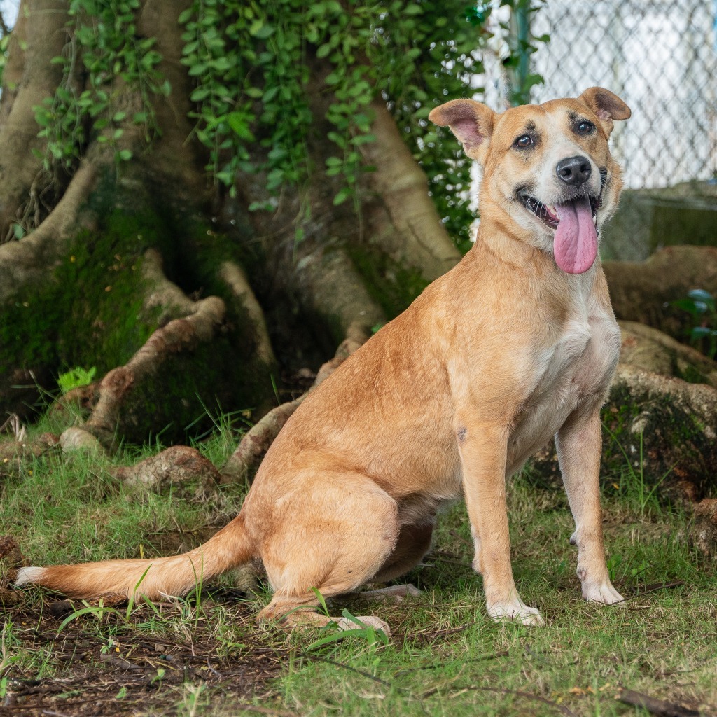 Hachia, an adoptable Affenpinscher in Mangilao, GU, 96923 | Photo Image 1