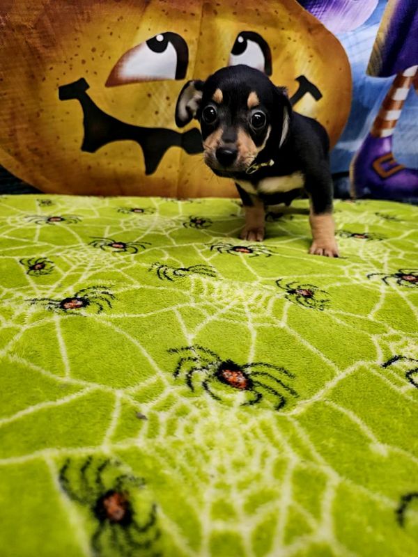 Cocoa Puffs thumbnail 2