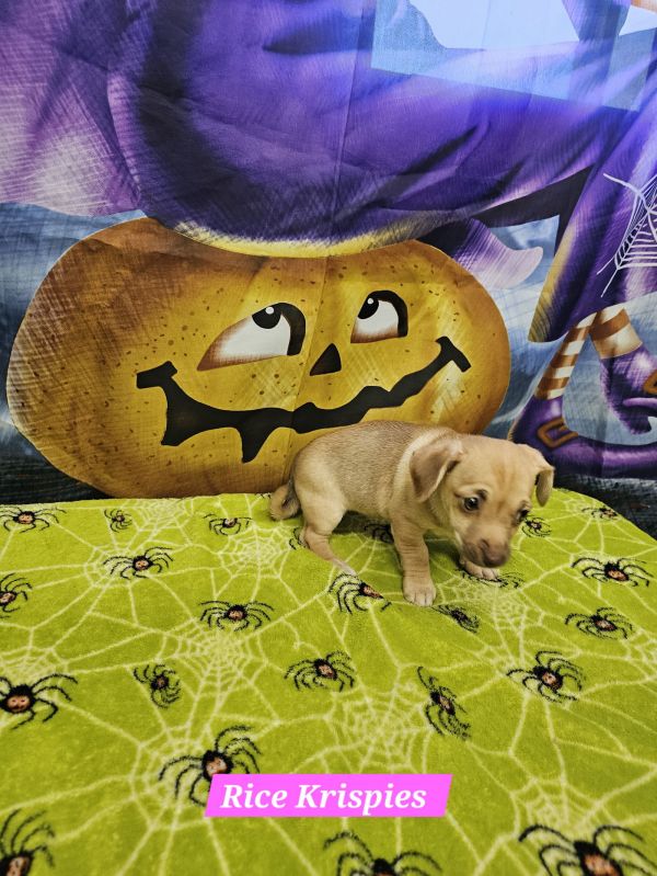 Rice Krispies thumbnail 2