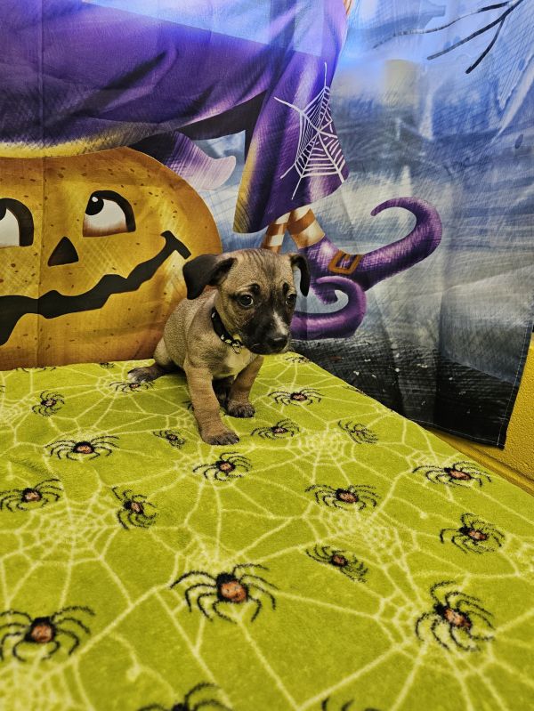 Frosted Flakes thumbnail 2