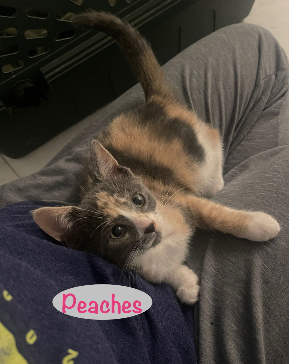 Peaches