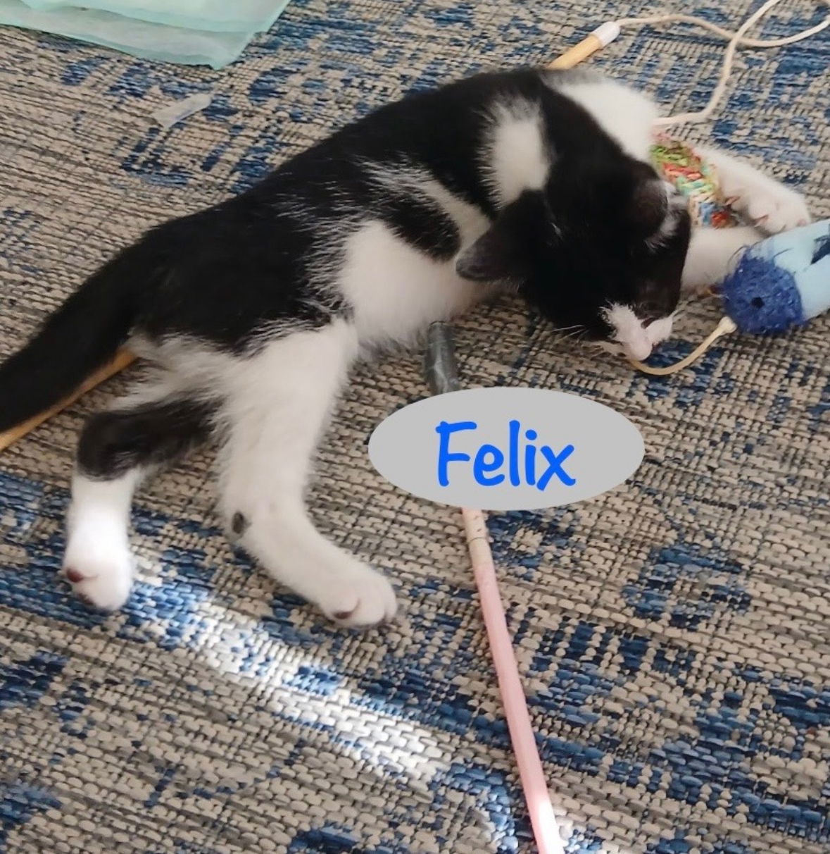 Felix