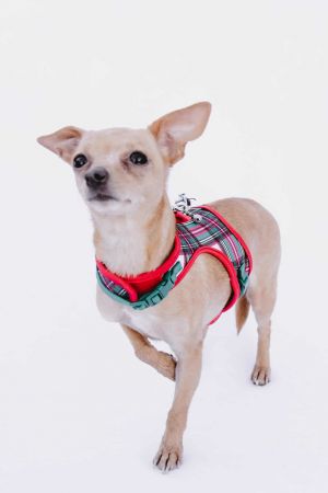 Monica *Arriving 11/21*