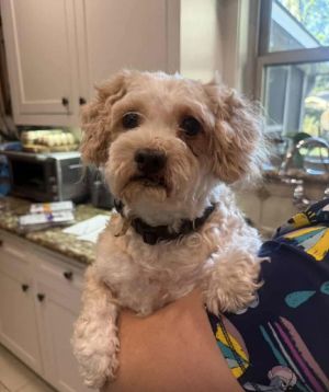 Topo *Arriving 11/21*