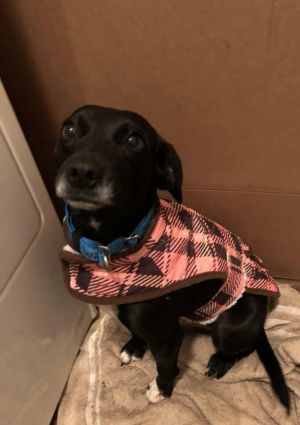 Wiggles *Arriving 11/21*