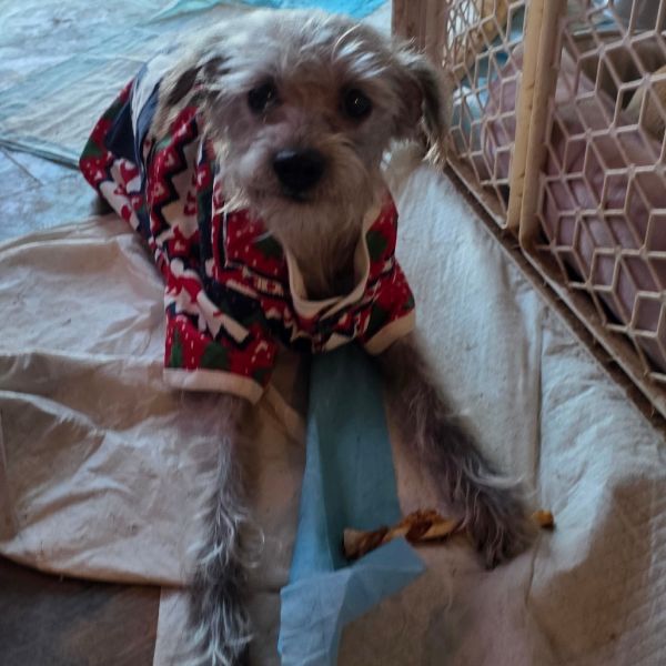 Miss. Spider thumbnail 4