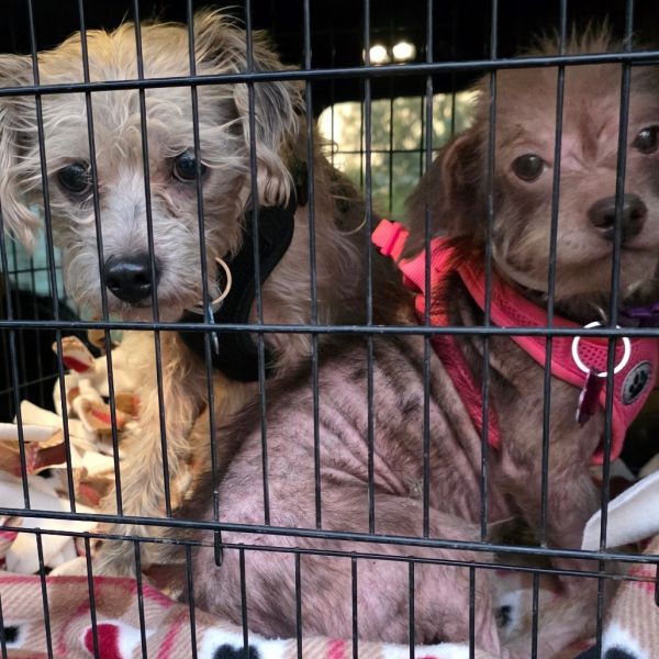 Miss. Spider thumbnail 5