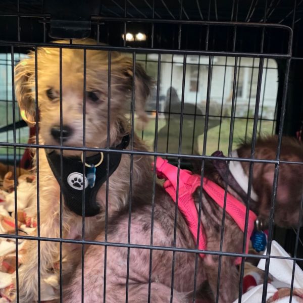 Miss. Spider thumbnail 6