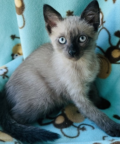 Taras, an adoptable Burmese, Domestic Short Hair in Santa Fe, TX, 77517 | Photo Image 1