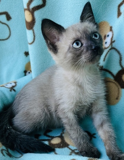 Taras, an adoptable Burmese, Domestic Short Hair in Santa Fe, TX, 77517 | Photo Image 2