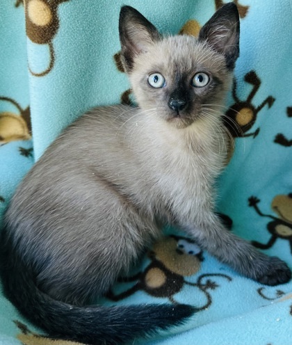 Taras, an adoptable Burmese, Domestic Short Hair in Santa Fe, TX, 77517 | Photo Image 3
