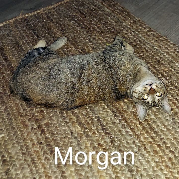 Morgan