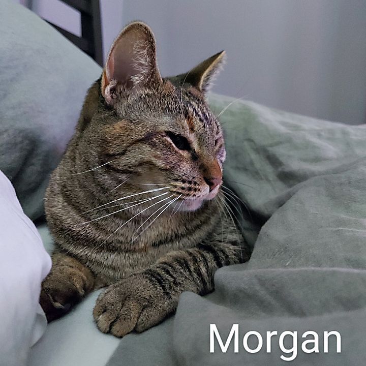 Morgan