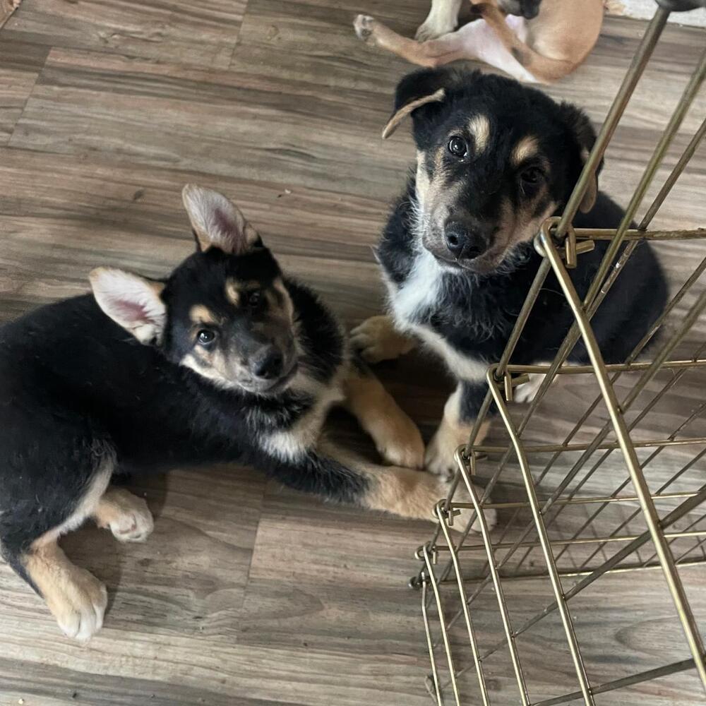 Shepherd mix puppies