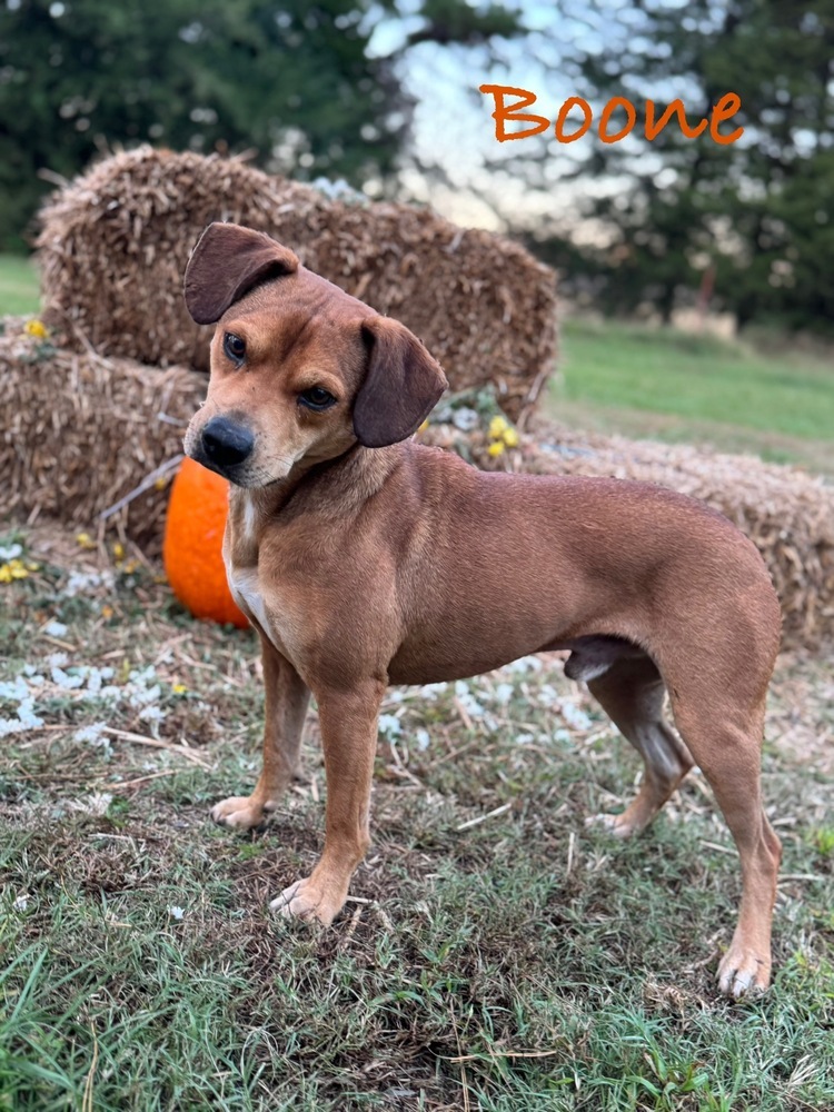 Boone
