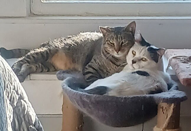 Panda and Louie (Bonded Pair)