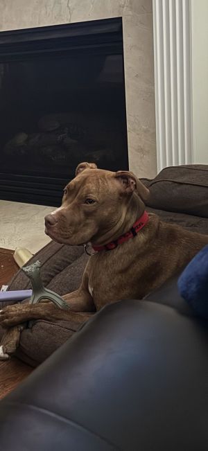 Phoenix - Good with Cats