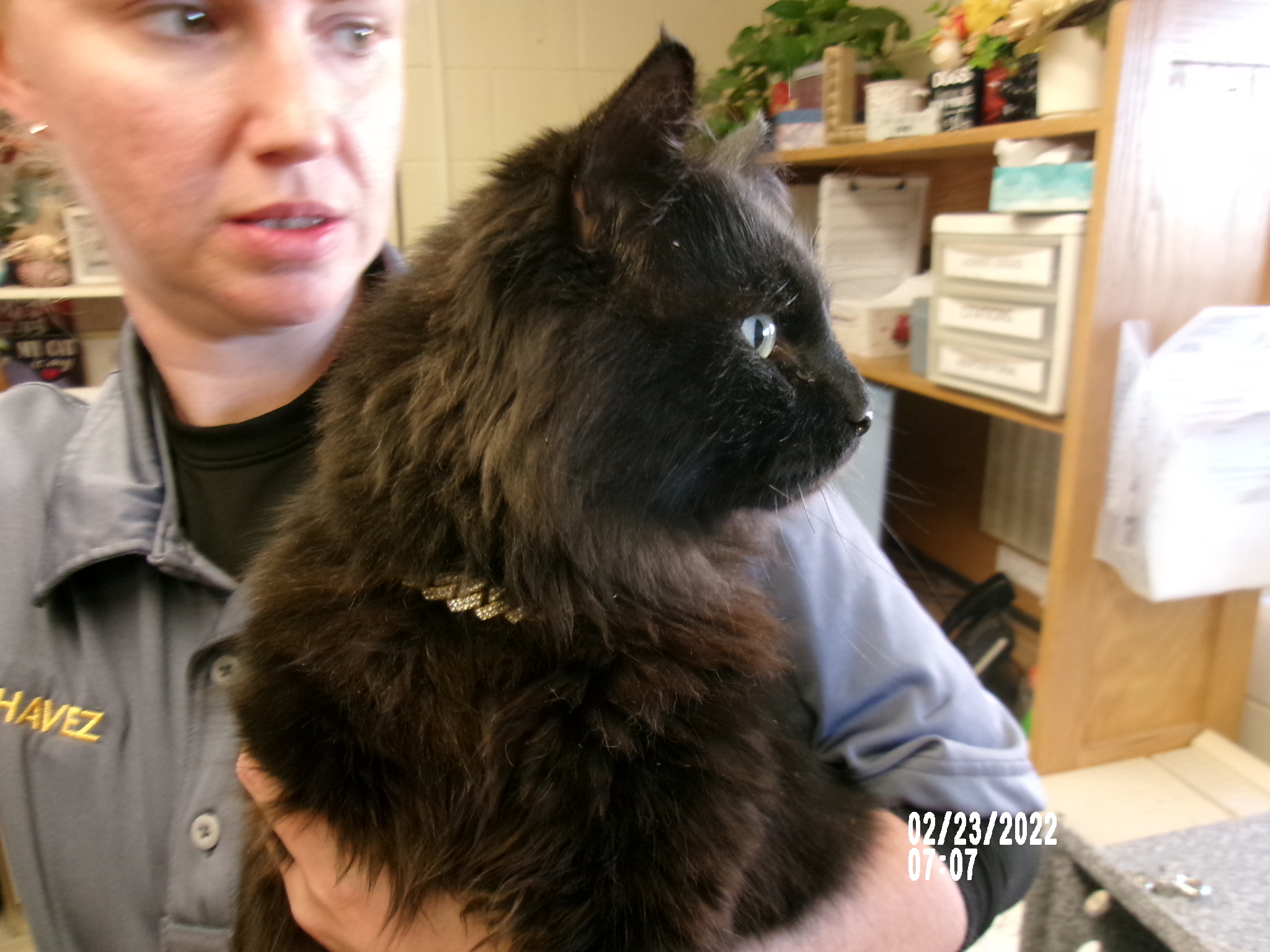 Gama, an adoptable Domestic Medium Hair in Clovis, NM, 88101 | Photo Image 1