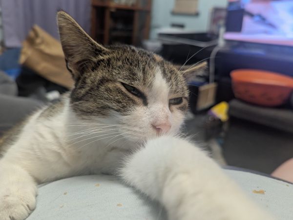 Calico Jackie thumbnail 2