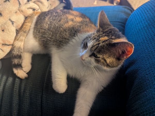 Calico Jackie thumbnail 3