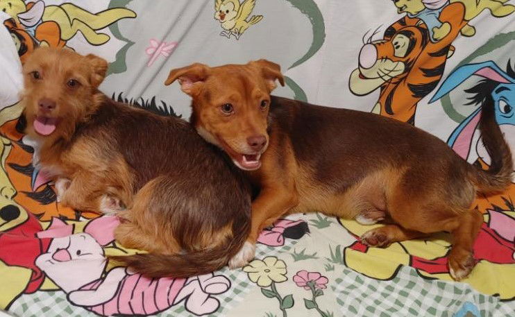 Cimba needs to go with Nala