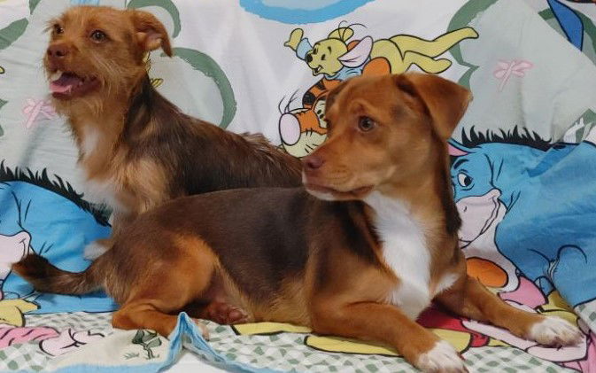 Nala Needs to go with Cimba