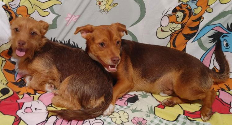 Nala Needs to go with Cimba