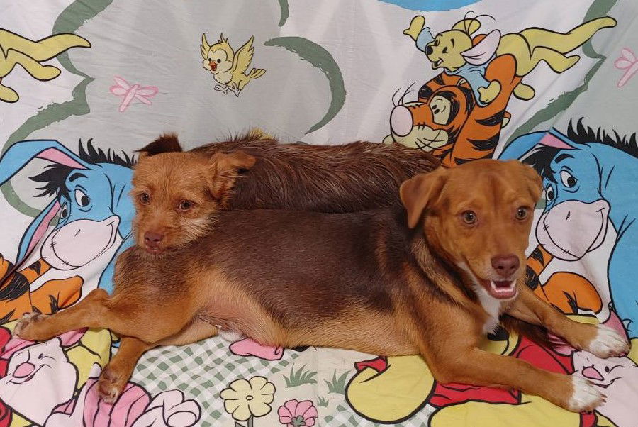 Nala Needs to go with Cimba