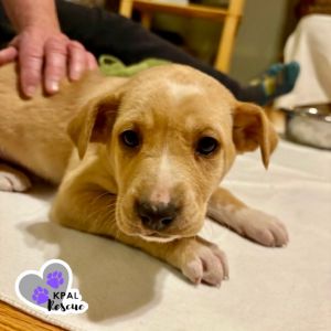 Cindy - The Brady Bunch