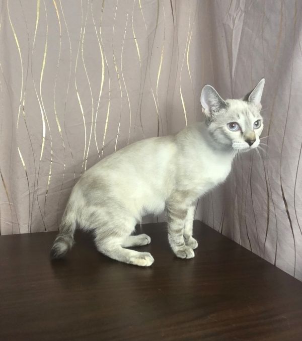 Snow Drop thumbnail 2