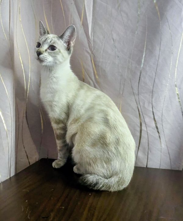 Snow Drop thumbnail 3