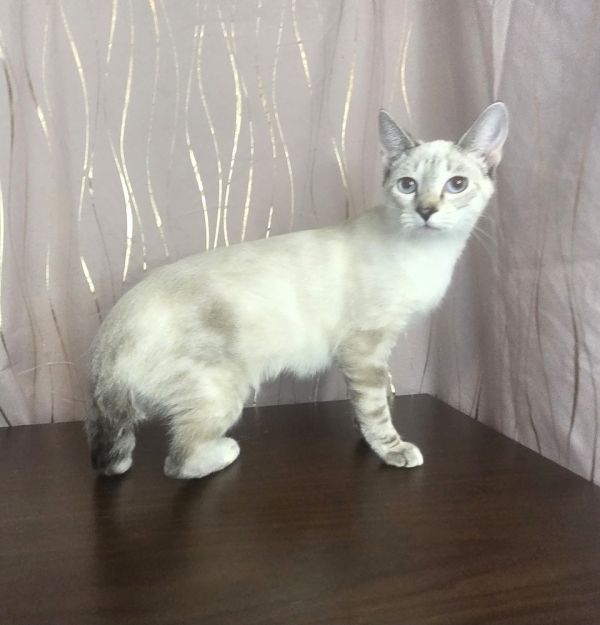 Snow Drop thumbnail 4