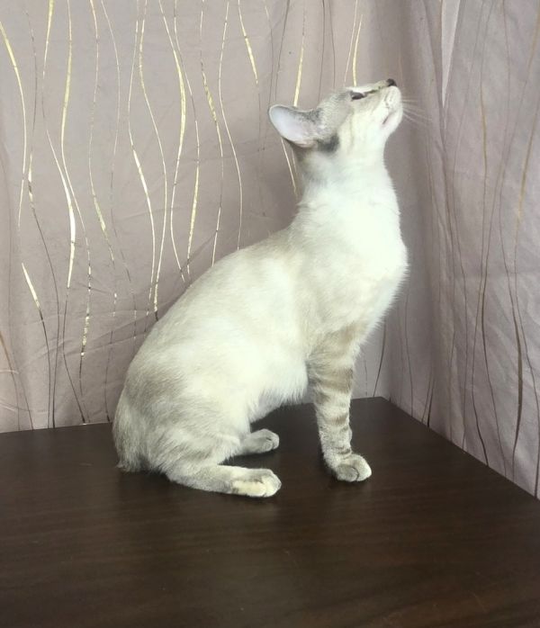 Snow Drop thumbnail 5