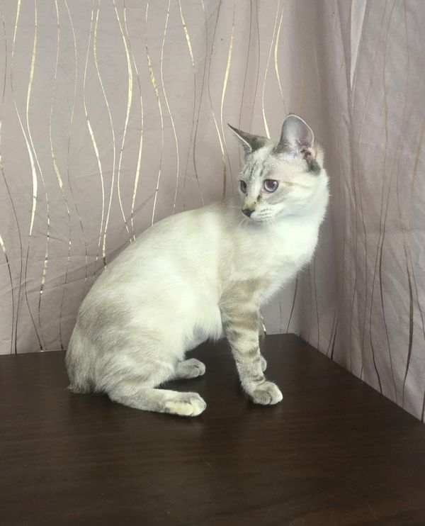 Snow Drop thumbnail 6