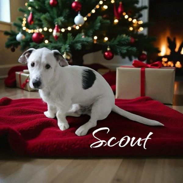 Scout