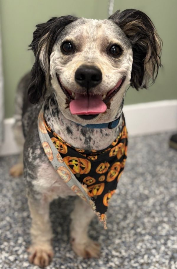 Skipper Peanut Butter