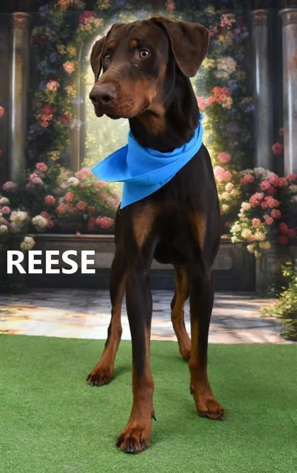 Reese