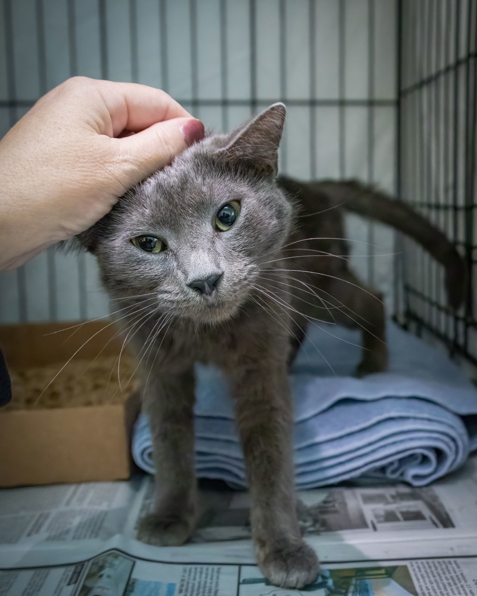 Padmay (FCID# 10/29/2025 - 42 Trainer)