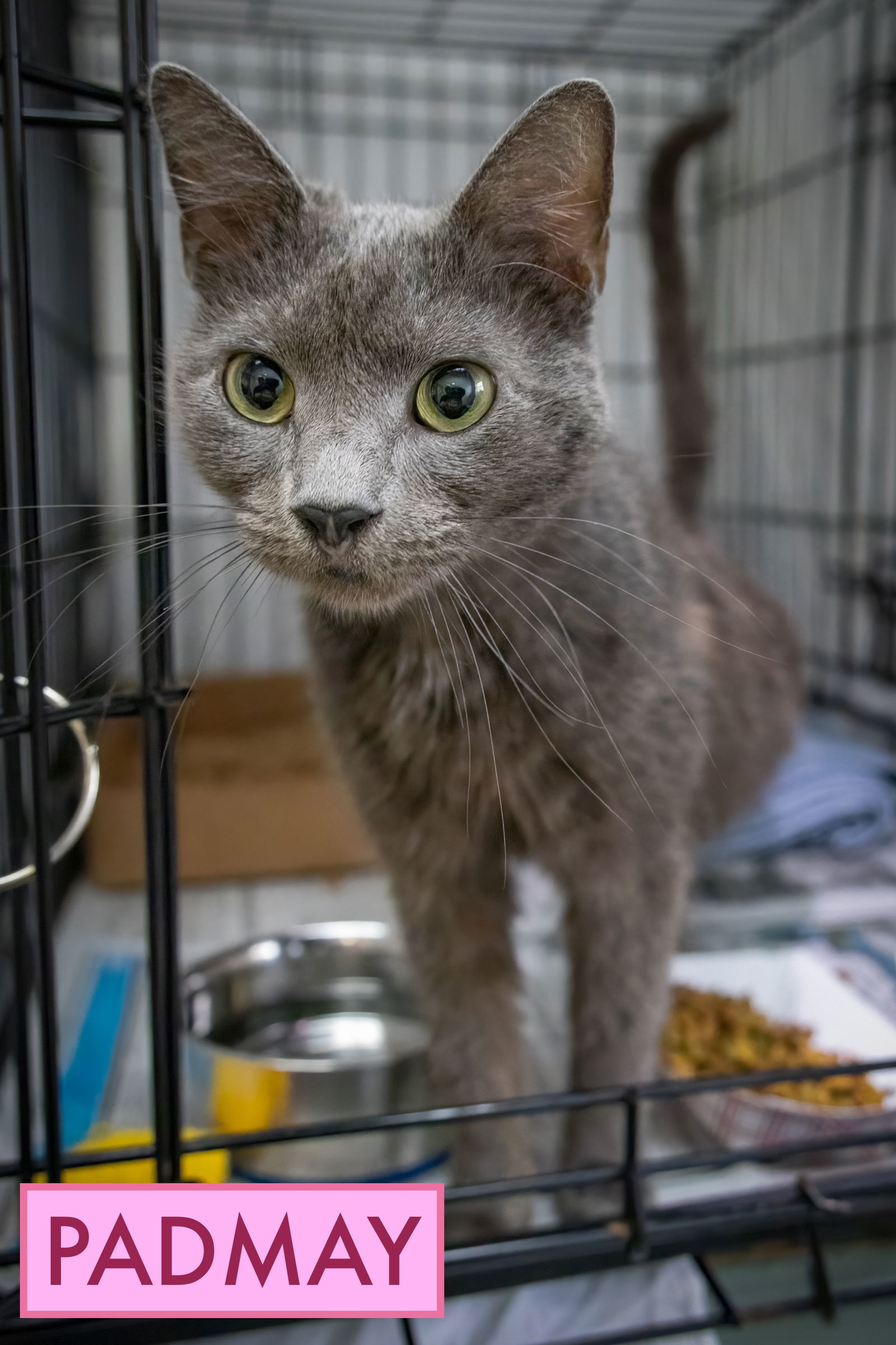 Padmay (FCID# 10/29/2025 - 42 Trainer)