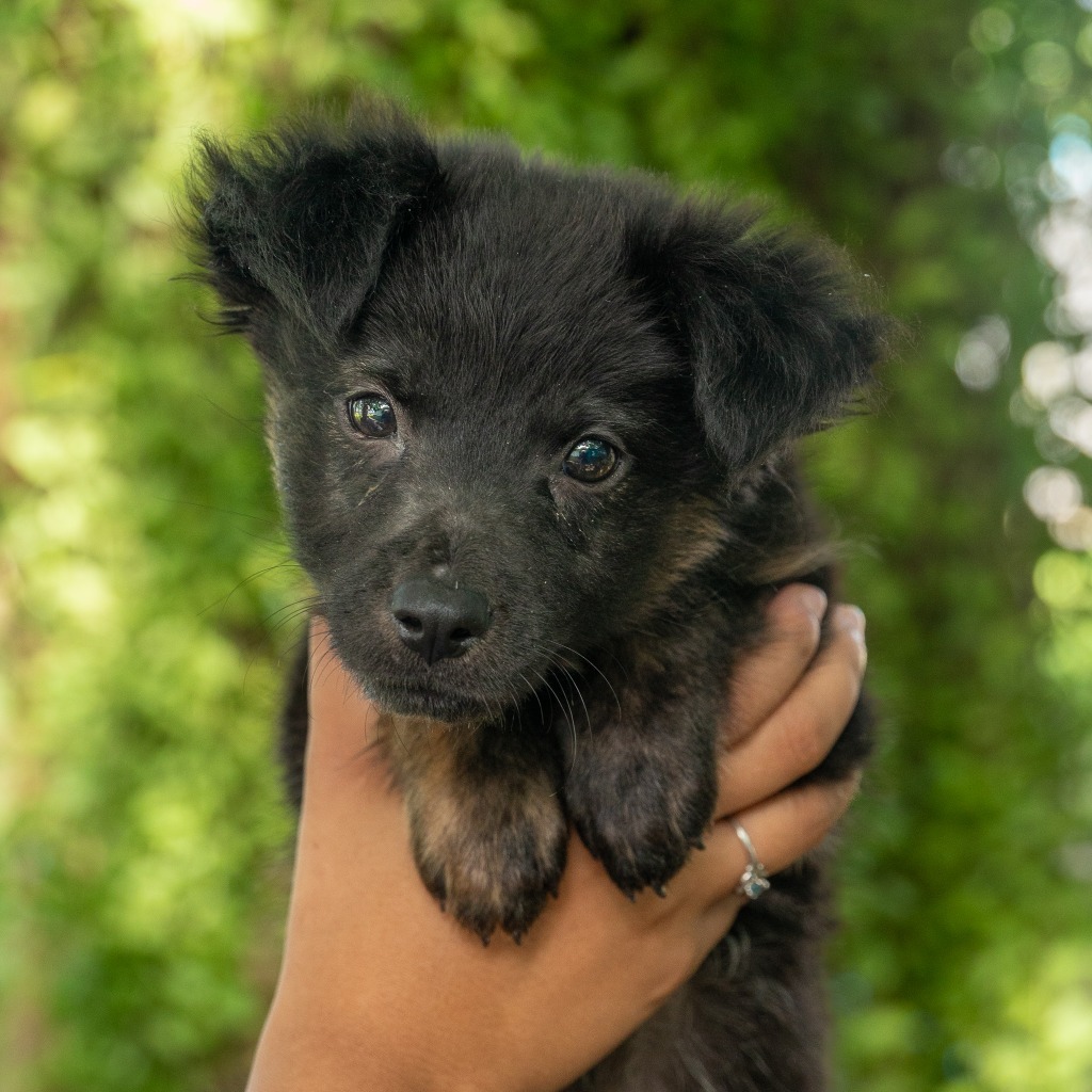 Edgar Allen, an adoptable Affenpinscher in Mangilao, GU, 96923 | Photo Image 1