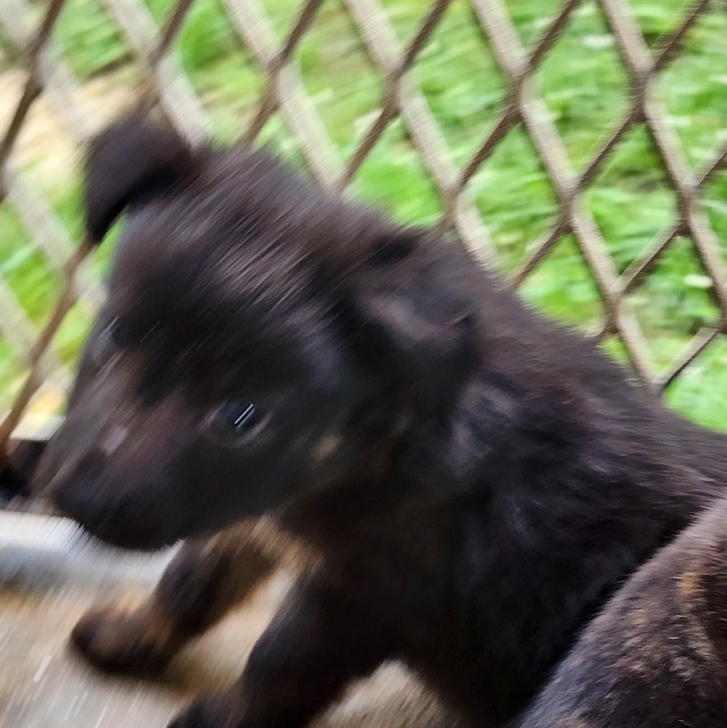 Edgar Allen, an adoptable Affenpinscher in Mangilao, GU, 96923 | Photo Image 2