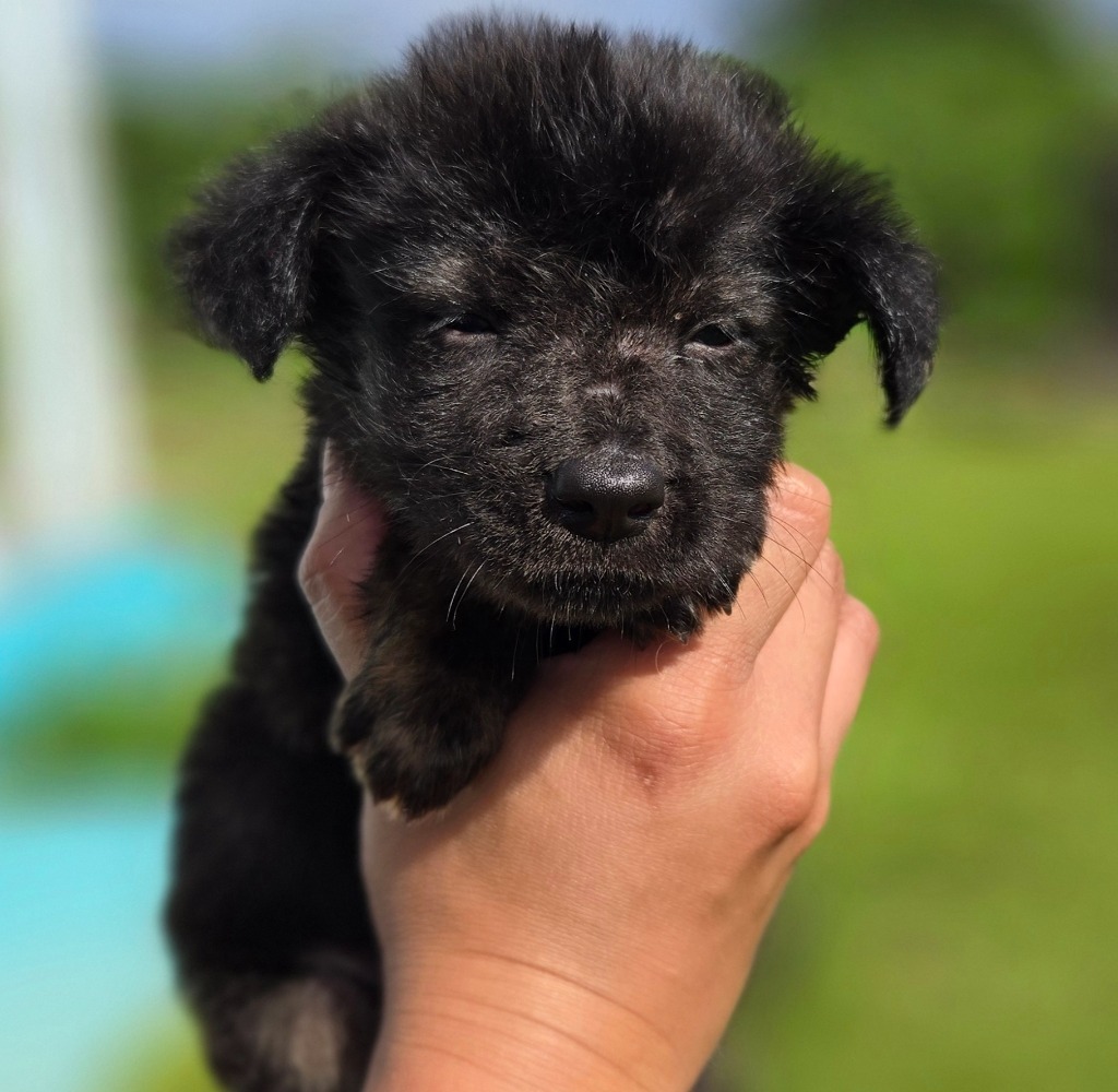 Edgar Allen, an adoptable Affenpinscher in Mangilao, GU, 96923 | Photo Image 3