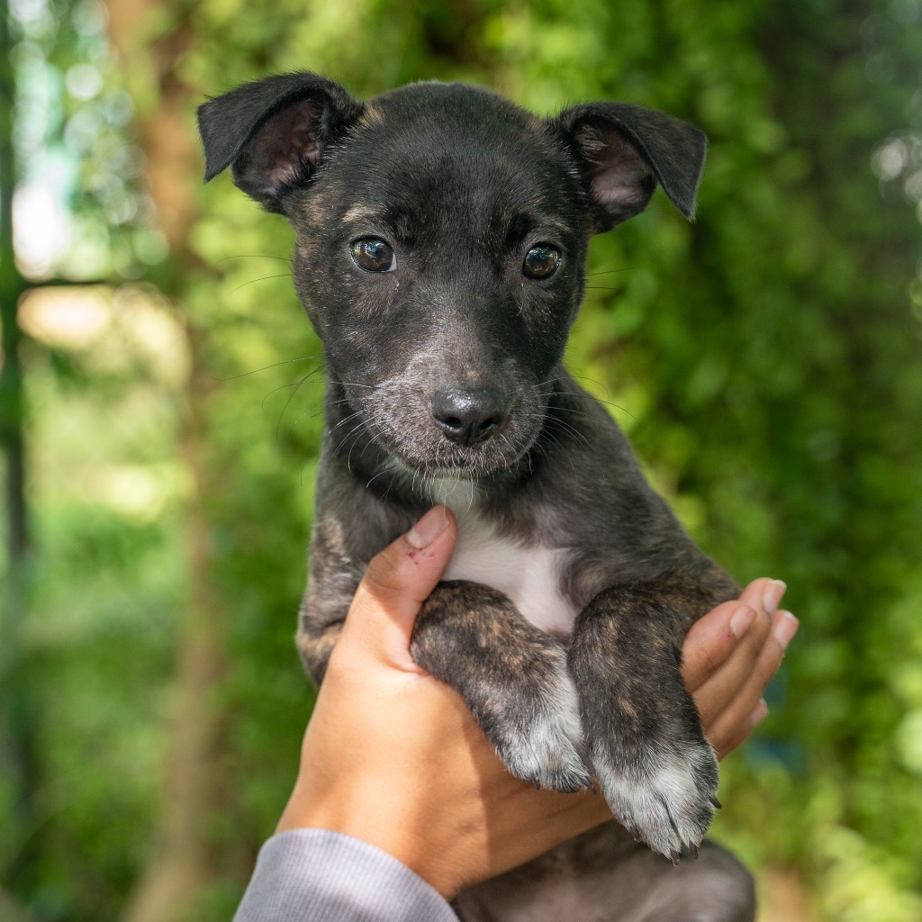 Poe, an adoptable Affenpinscher in Mangilao, GU, 96923 | Photo Image 1