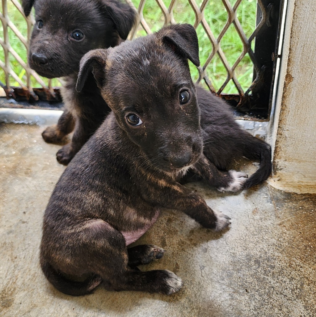 Poe, an adoptable Affenpinscher in Mangilao, GU, 96923 | Photo Image 2