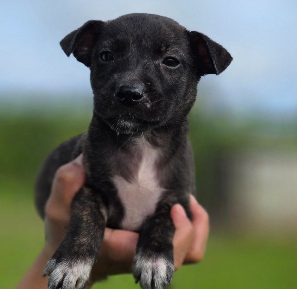 Poe, an adoptable Affenpinscher in Mangilao, GU, 96923 | Photo Image 3