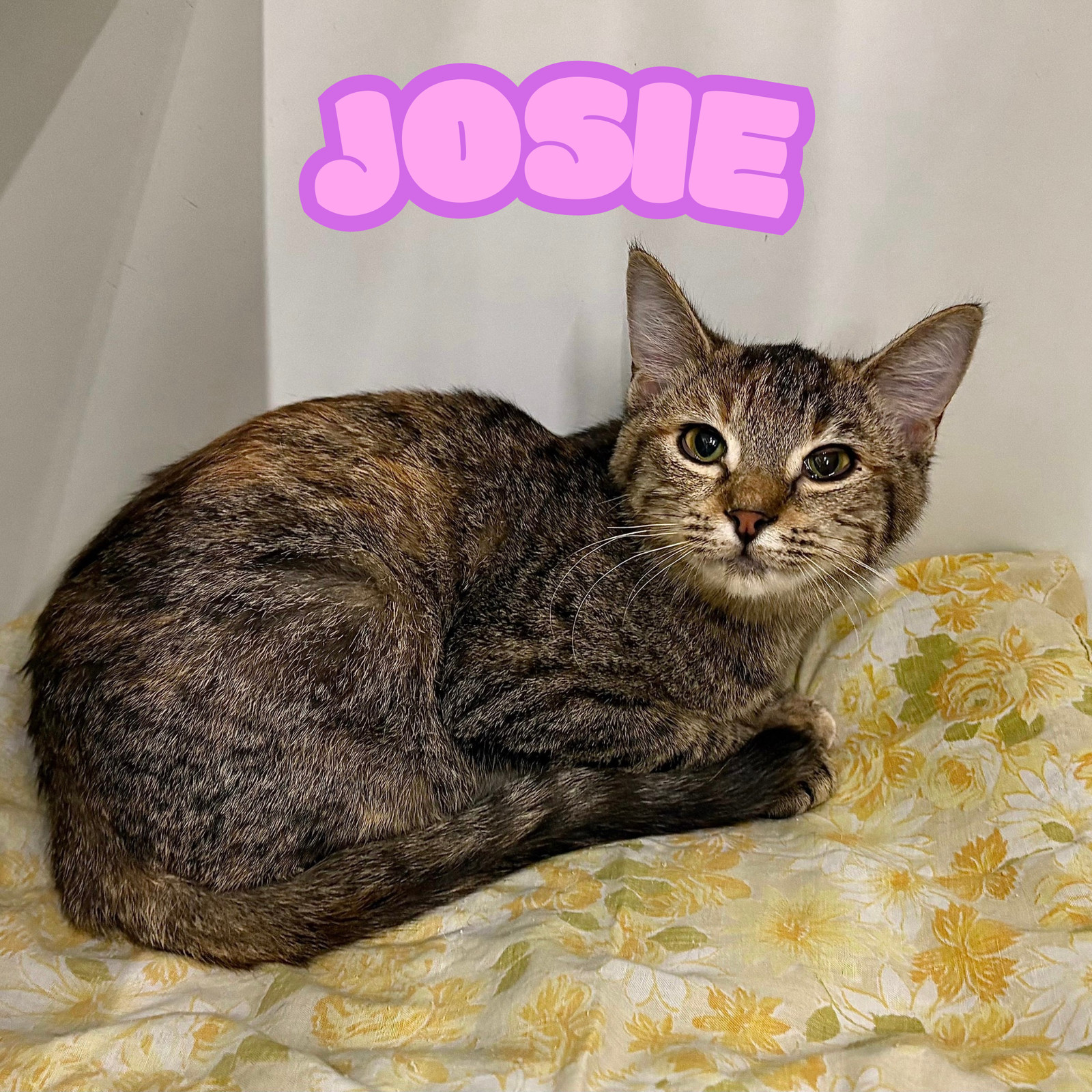 Josie