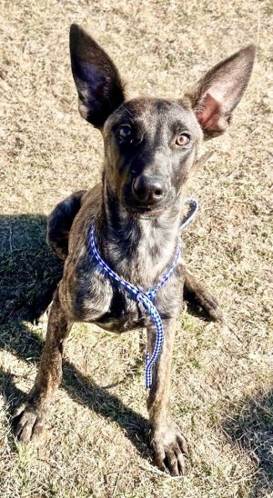 Trey - Located in TX