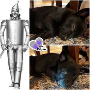Tin Man - Wizard of Oz Litter