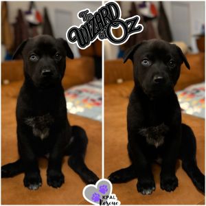 Oz - Wizard of Oz Litter