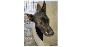 Deputy Dawgs: Dottie (CP)